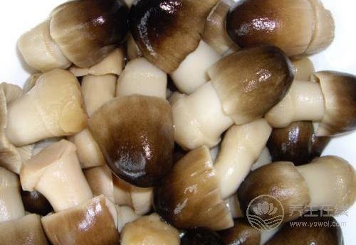秋季多吃菌類,營養豐富,對身體好處多多 秋季多吃菌類,營養豐富,對身體好處多多