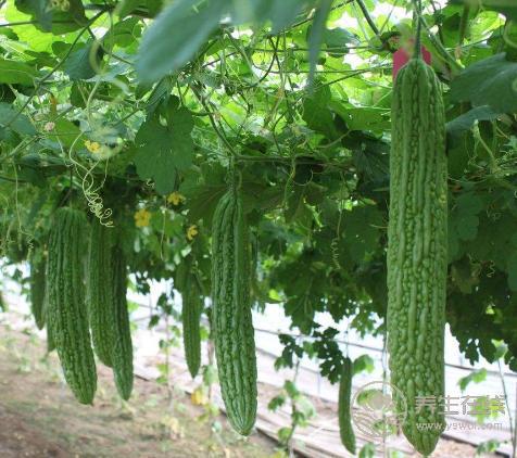 夏季消暑可多喝養生粥