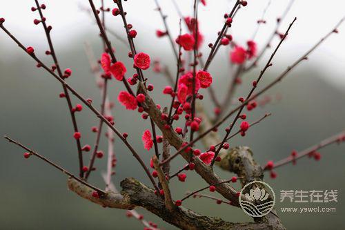 南方“倒春寒”來襲 如何應對不生病