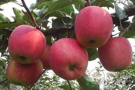 春季養生要注意些什么事項?