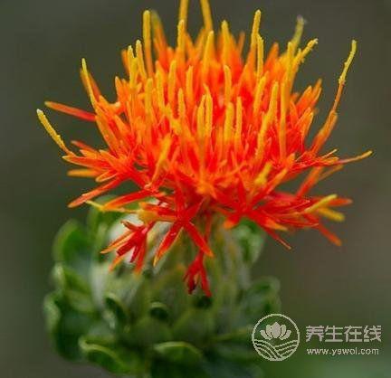 夏季養心護心就吃這幾種食物