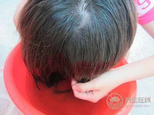 秋季愛脫發？用桑葉水洗頭可防治脫發