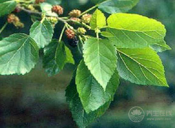 秋季如何養(yǎng)肺,4種水果不可少！