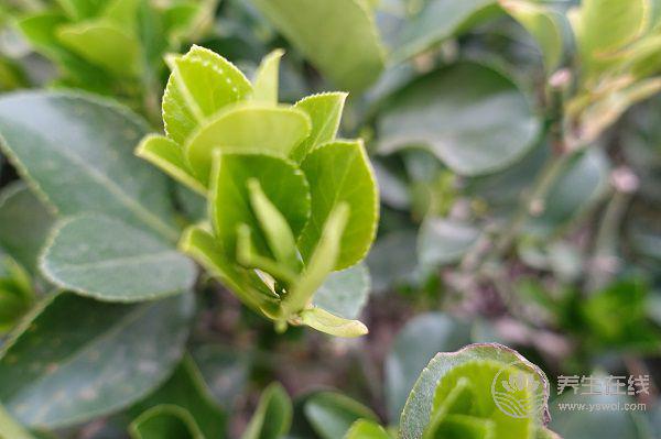 春夏交替，養(yǎng)生需要注意什么？