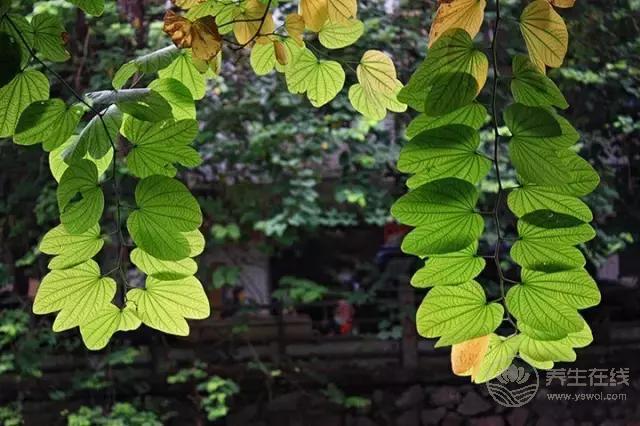 立秋啦!吃啥喝啥做啥才能整個秋冬不生病? 立秋啦!吃啥喝啥做啥才能整個秋冬不生病?