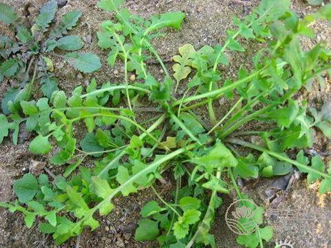 <a href=http://www.xllyou.com/tags-春季養生.html target=_blank class=infotextkey>春季養生</a>,三種野菜治“百病” 春季養生,三種野菜治“百病”