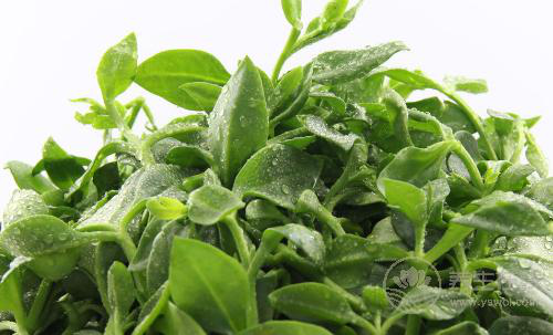 秋冬不生病，立秋多吃4種祛濕蔬菜