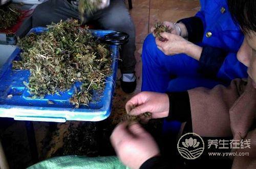 清明時節飲食養生少不了4種食物 清明時節飲食養生少不了4種食物