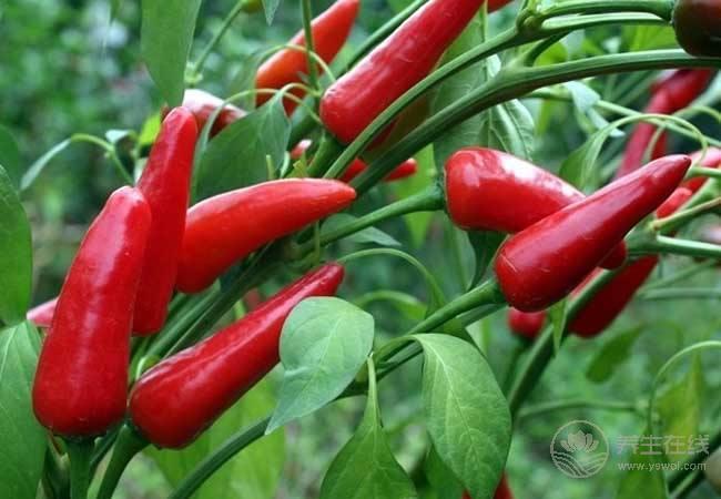 夏天吃辣椒有4種好處，但幾類人不適合吃