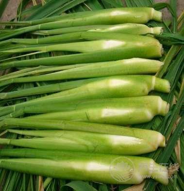 夏季養生 莫忘“水中四寶”！