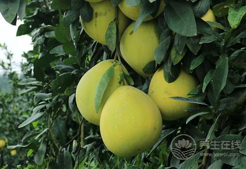 進入十月份,常吃這些水果,養(yǎng)人又養(yǎng)生 進入十月份,常吃這些水果,養(yǎng)人又養(yǎng)生