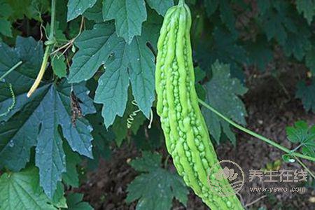 秋季降肝火吃什么食物好?