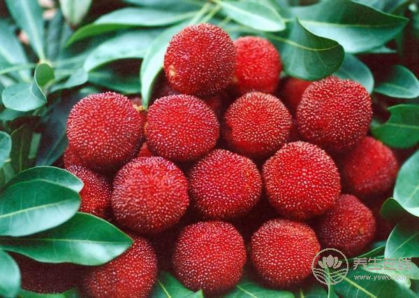 夏季消暑又能養胃的食物