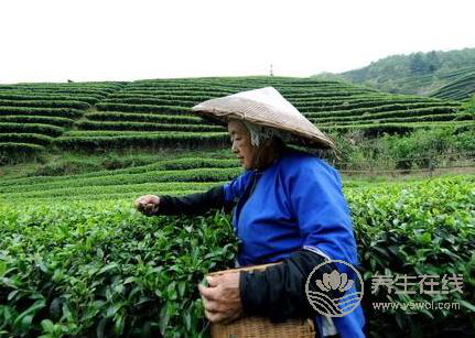 清明茶什么時候采？喝清明茶有哪些好處