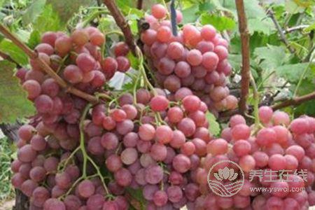 春季適合吃什么水果? 春季適合吃什么水果?