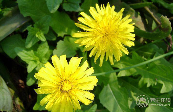 秋季養(yǎng)生重在“潤肺”!7大“養(yǎng)肺”食物為家人收了 秋季養(yǎng)生重在“潤肺”!7大“養(yǎng)肺”食物為家人收了