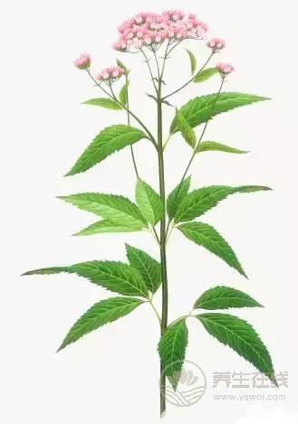 夏季濕氣不除、越補(bǔ)越毒！祛濕氣最厲害的，不是薏米，而是它！