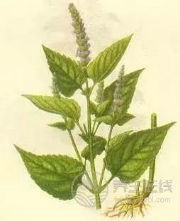 夏季濕氣不除、越補(bǔ)越毒！祛濕氣最厲害的，不是薏米，而是它！