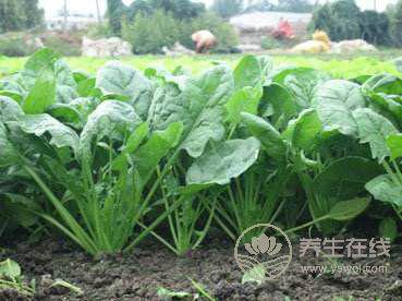 春季養(yǎng)生食物有哪些，吃對了比藥物有效