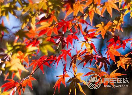 秋季預防氣象過敏和霧霾的方法