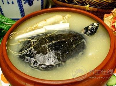 清燉甲魚湯的做法  讓身體溫暖整個(gè)冬天