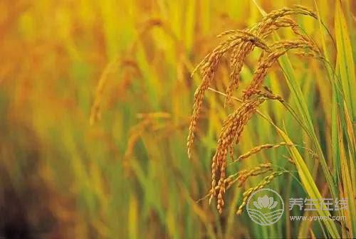 大暑農事 你需要注意的那些事項 大暑農事 你需要注意的那些事項