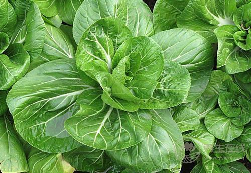 立秋后,飲食注意這幾點,秋冬少生病 立秋后,飲食注意這幾點,秋冬少生病