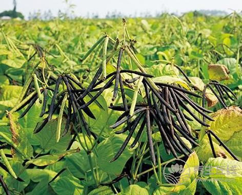夏天喝綠豆湯不可忽略的6大禁忌 夏天喝綠豆湯不可忽略的6大禁忌