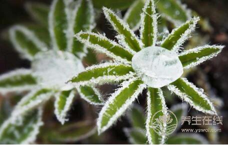  霜降時節哪些疾病易復發？