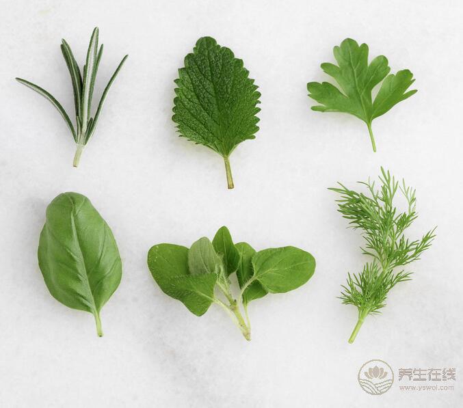 春季吃野菜 可口還能入藥