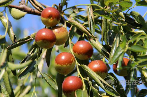 秋天養(yǎng)生要管住嘴,4種水果越吃越傷身,別再在秋天吃了 秋天養(yǎng)生要管住嘴,4種水果越吃越傷身,別再在秋天吃了