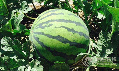 夏季吃5種水果,抗感冒超有用! 夏季吃5種水果,抗感冒超有用!