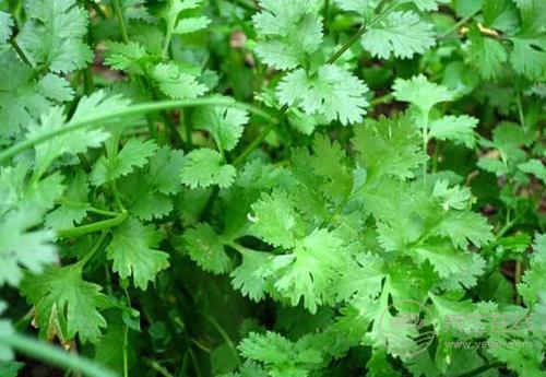 冬天到，常吃3種青菜，好吃營(yíng)養(yǎng)，全家人都愛(ài)