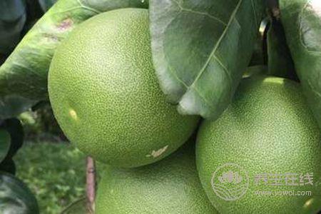 大寒時節吃什么養生? 大寒時節吃什么養生?