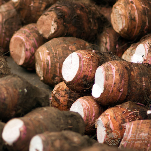 金秋十月，健脾降壓就吃它，很多人都還不知道