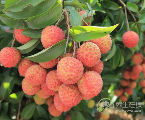 怎么吃荔枝不上火?學會5個方法 怎么吃荔枝不上火?學會5個方法