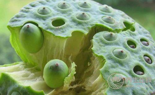 夏季是吃蓮子的季節(jié)，但有幾個(gè)注意事項(xiàng)要懂