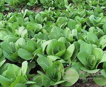 提高抵抗力病毒不入侵！春天提升免疫力的10大好食材