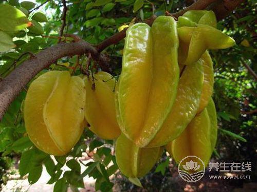 8月份不可錯過的水果，味美營養養生