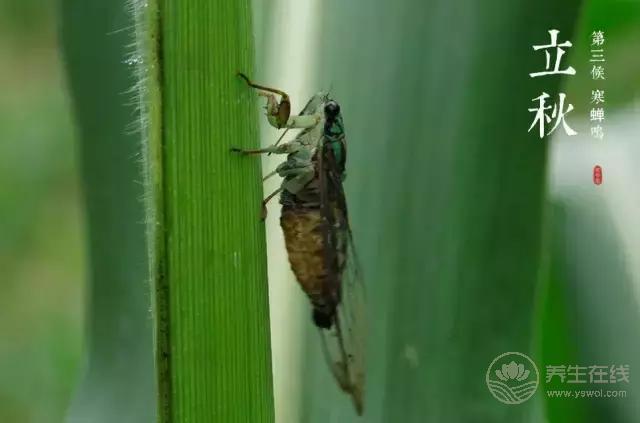 立秋啦!吃啥喝啥做啥才能整個秋冬不生病? 立秋啦!吃啥喝啥做啥才能整個秋冬不生病?