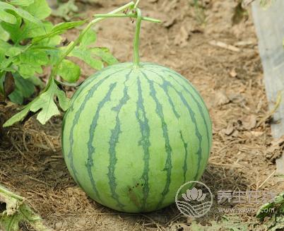 夏季吃西瓜,這3個(gè)要點(diǎn)要注意 夏季吃西瓜,這3個(gè)要點(diǎn)要注意