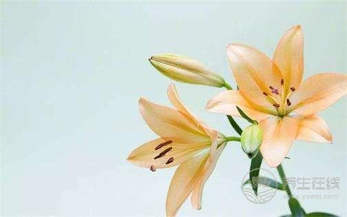 夏季養生這點事，你應該提前知道？