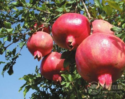 秋季如何養(yǎng)肺,4種水果不可少！