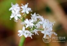 寒露后如何養(yǎng)生？寒露養(yǎng)生要點