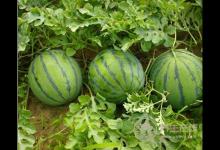 夏季怎么挑選西瓜,吃西瓜的方法你用對了嗎