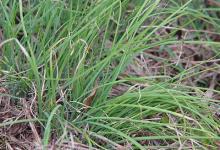 春季養(yǎng)生，三種野菜治“百病”