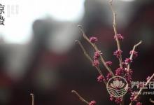 2019年什么時(shí)候驚蟄 驚蟄時(shí)間是幾點(diǎn)幾分