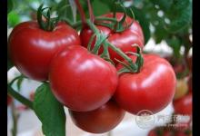 夏季多吃幾種水果,生津止渴