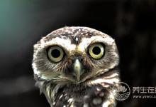 眼睛奇癢怎么辦 清明吃螺養(yǎng)眼