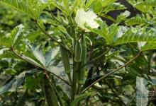 吃秋葵的好處和功效